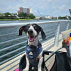 Dachshund Harness product image 5