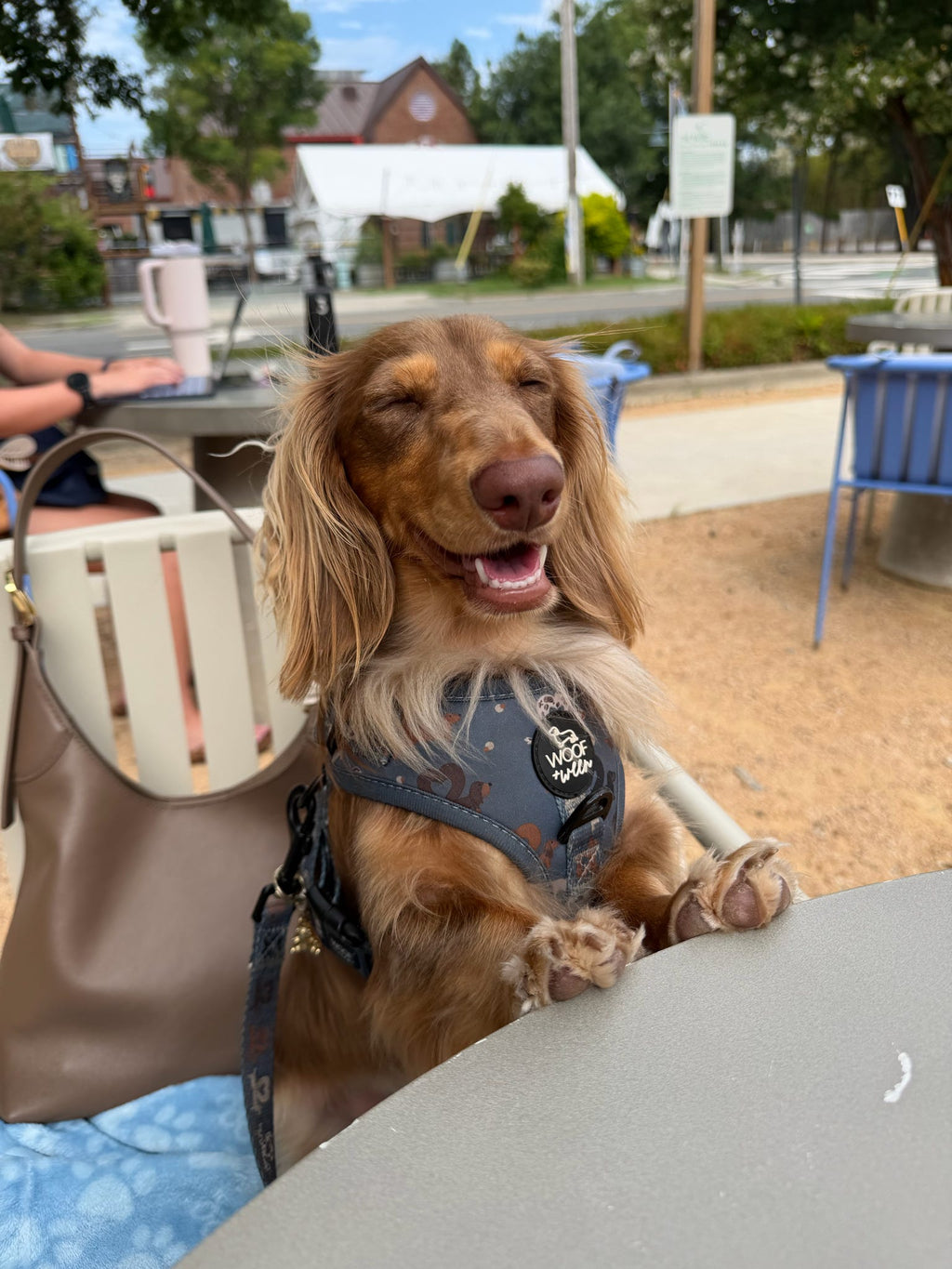 Dachshund Harness product image 6