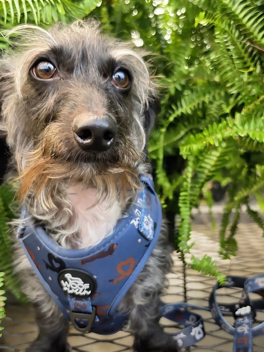 Dachshund Harness product image 7