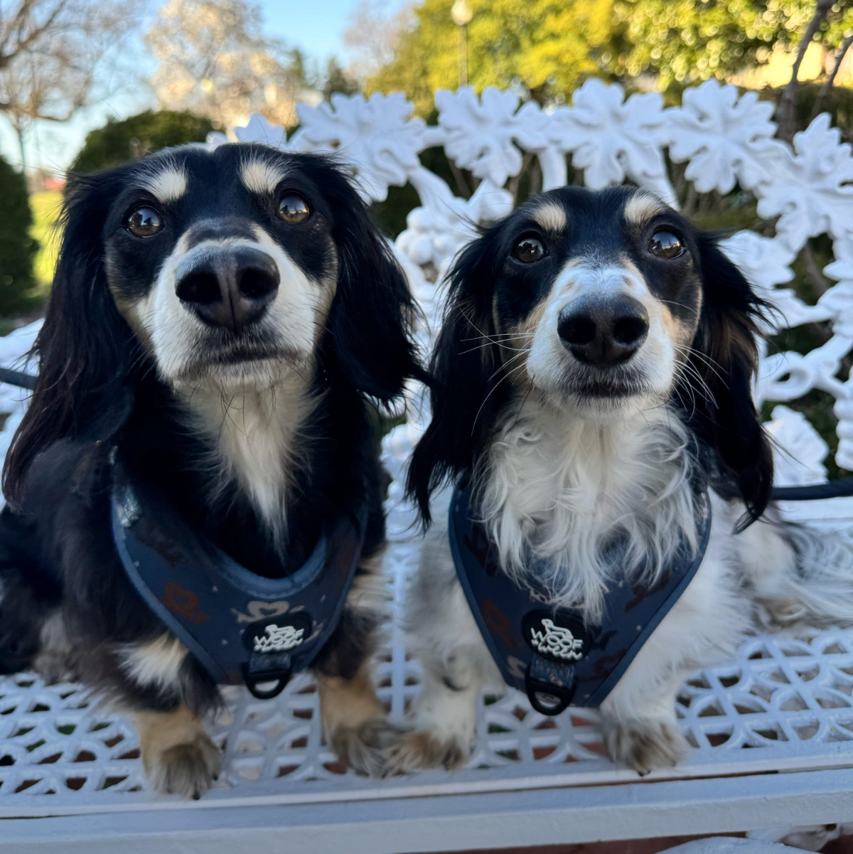 Dachshund Harness product image 8