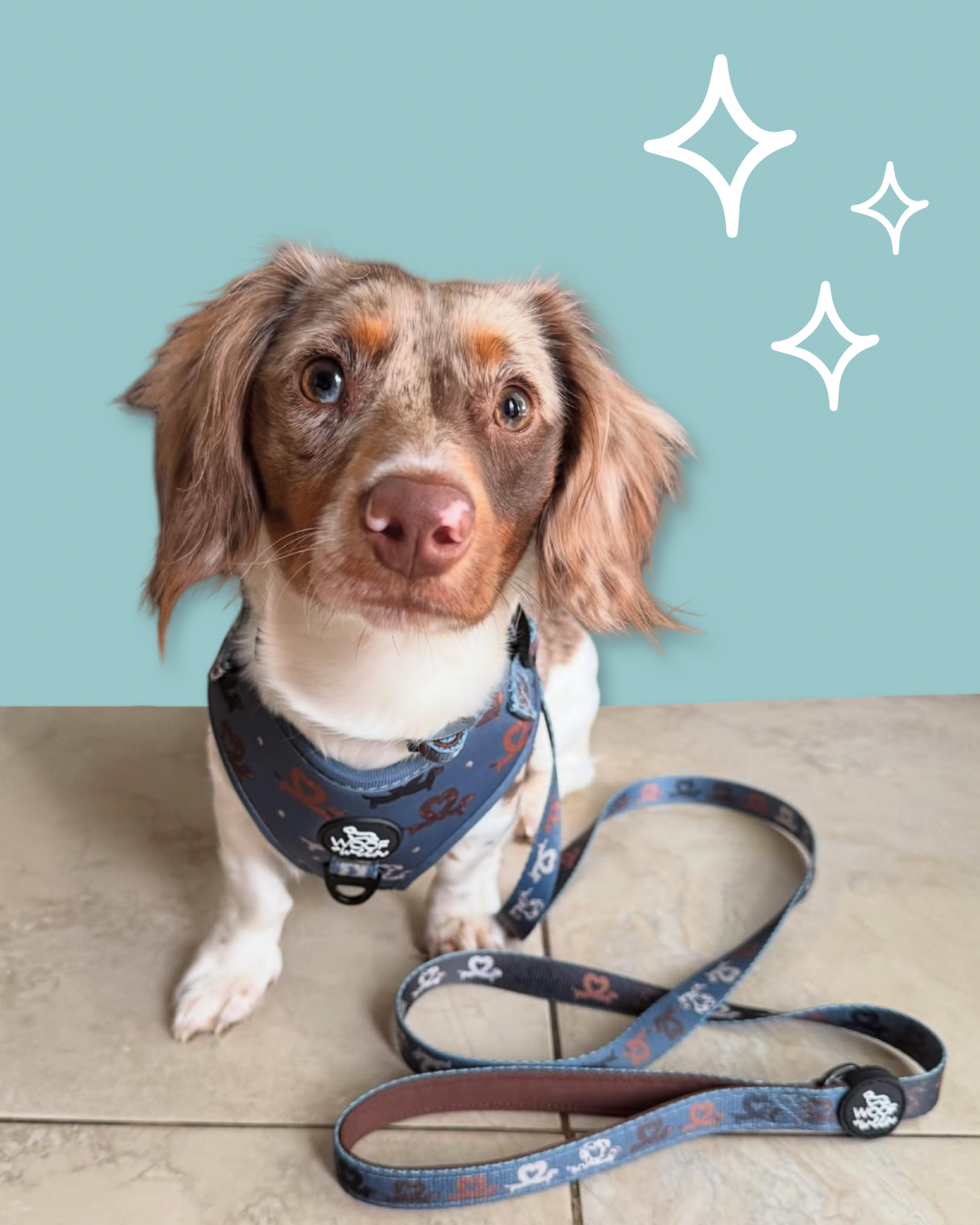 Dachshund Harness product image 10