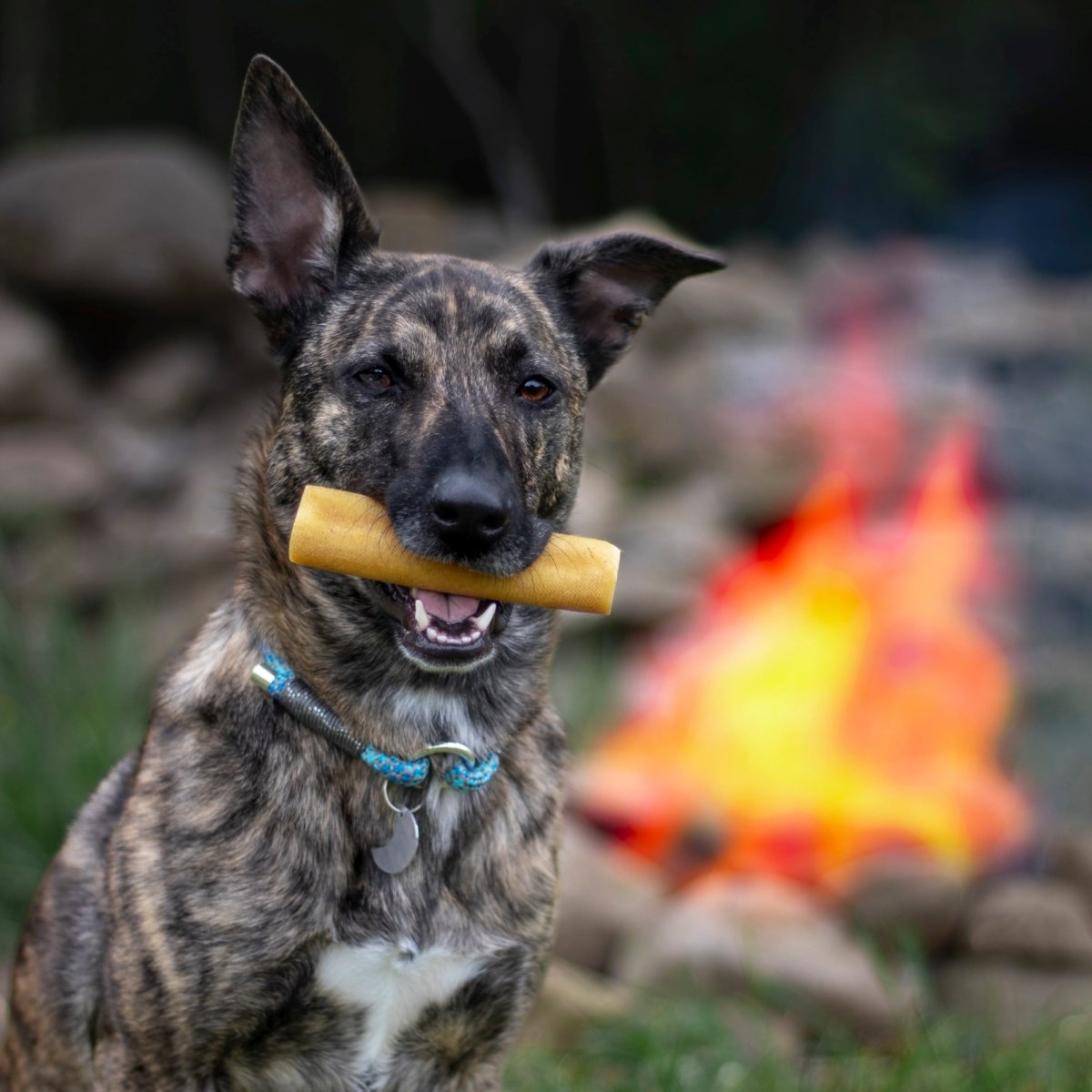 Yak Cheese Dog Chews product image 2