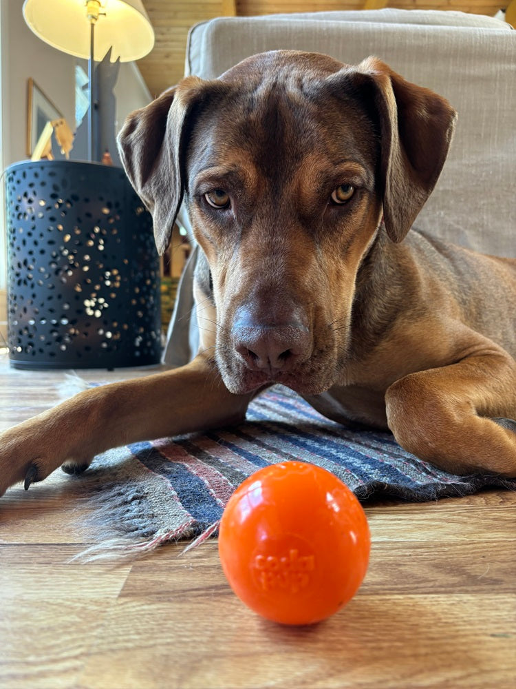 Squeaky Dog Ball product image 14