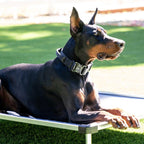 Dog Collar product image 1