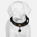 Dog Collar product image 2