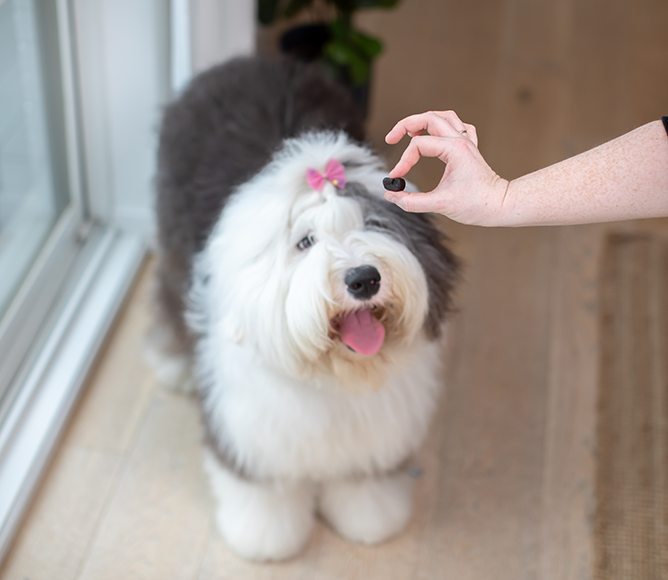 Dog Skin and Coat Supplement Chews product image 4