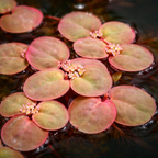 Floating Aquarium Plant product image 1