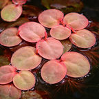 Floating Aquarium Plant product image 2