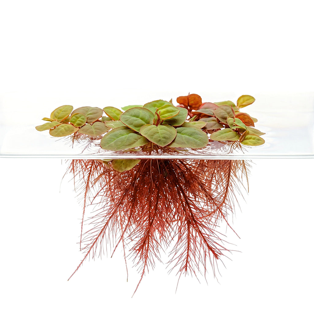 Floating Aquarium Plant product image 3