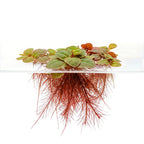 Floating Aquarium Plant product image 3