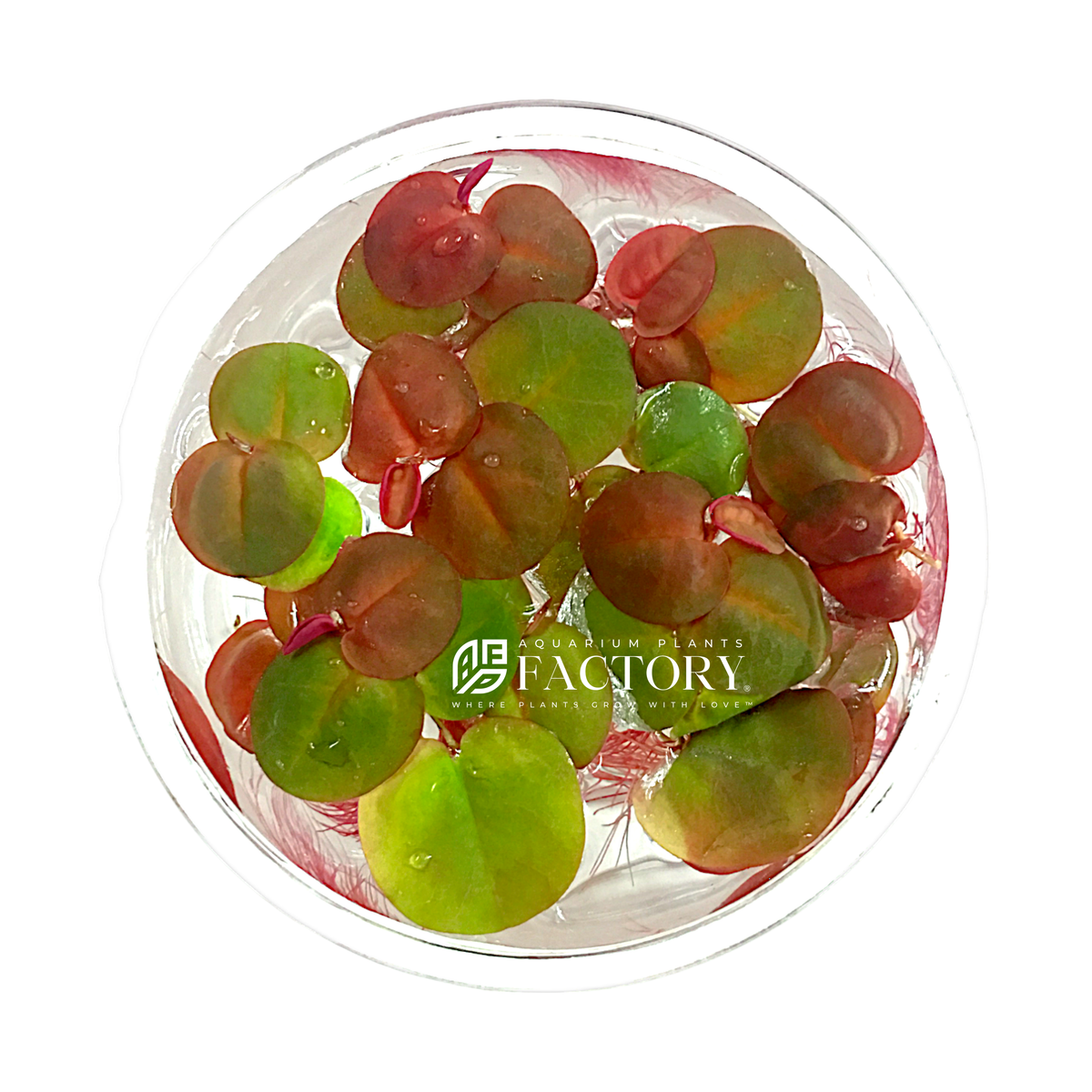 Floating Aquarium Plant product image 4