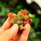 Floating Aquarium Plant product image 5