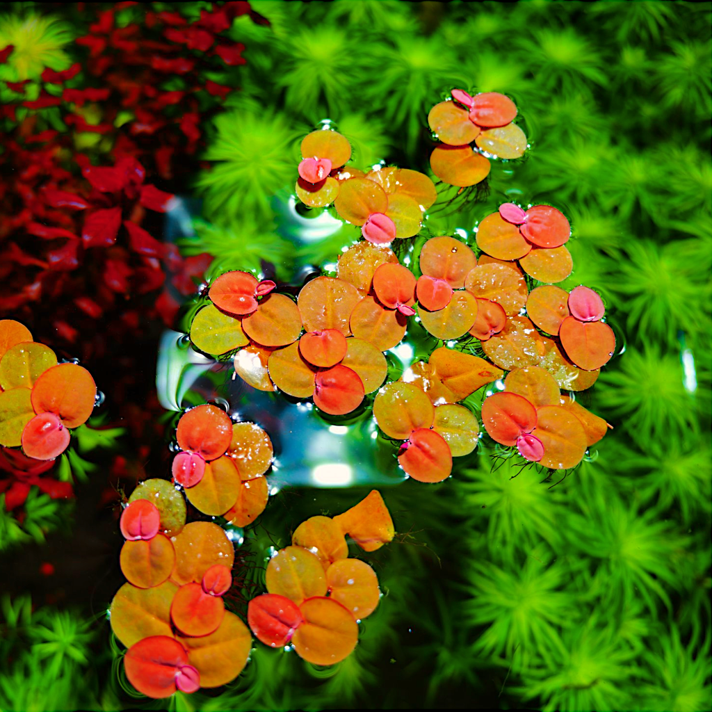 Floating Aquarium Plant product image 6