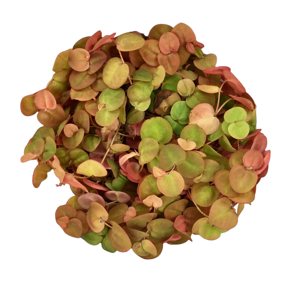 Floating Aquarium Plant product image 7