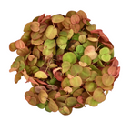 Floating Aquarium Plant product image 7