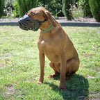 Dog Muzzle product image 14