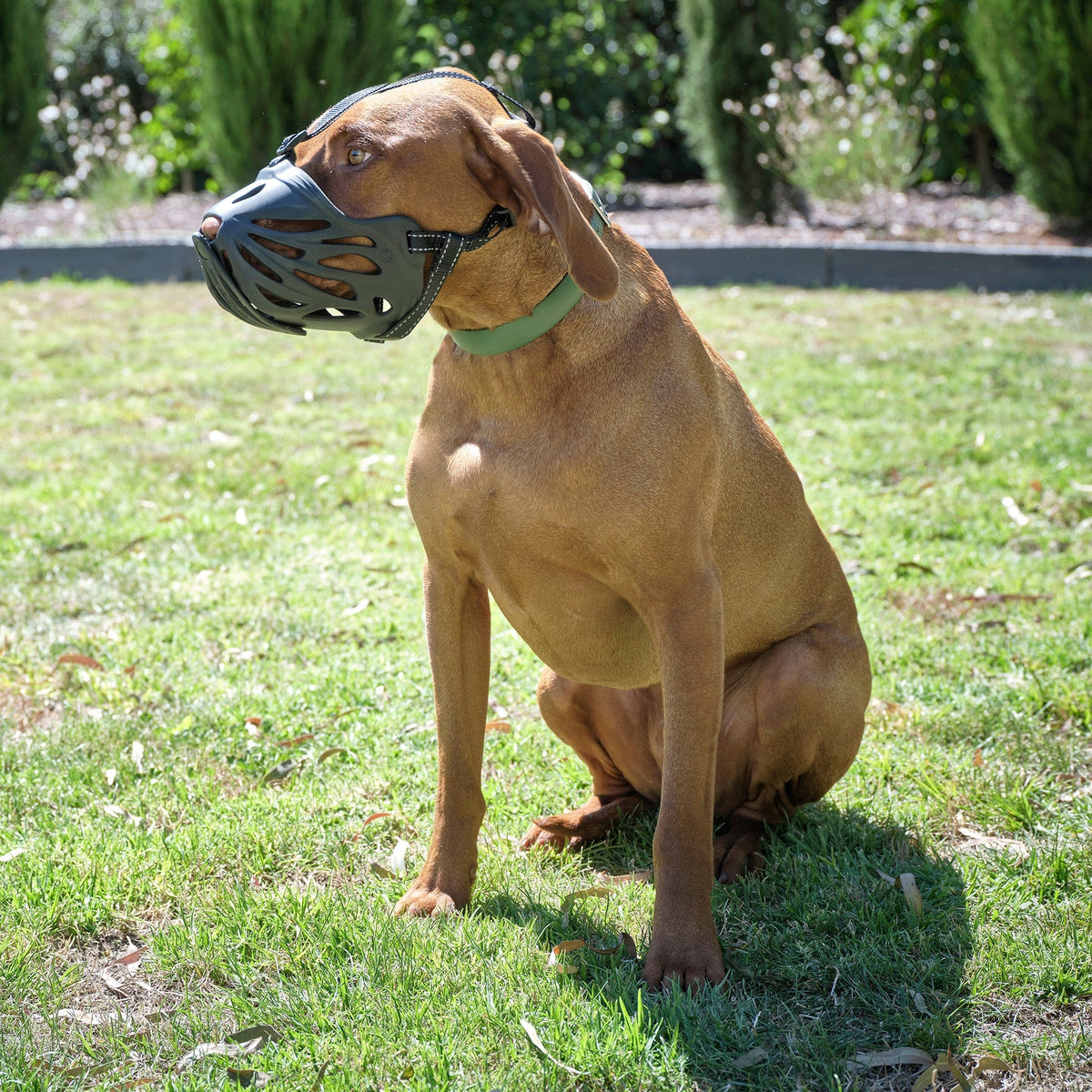 Dog Muzzle product image 14