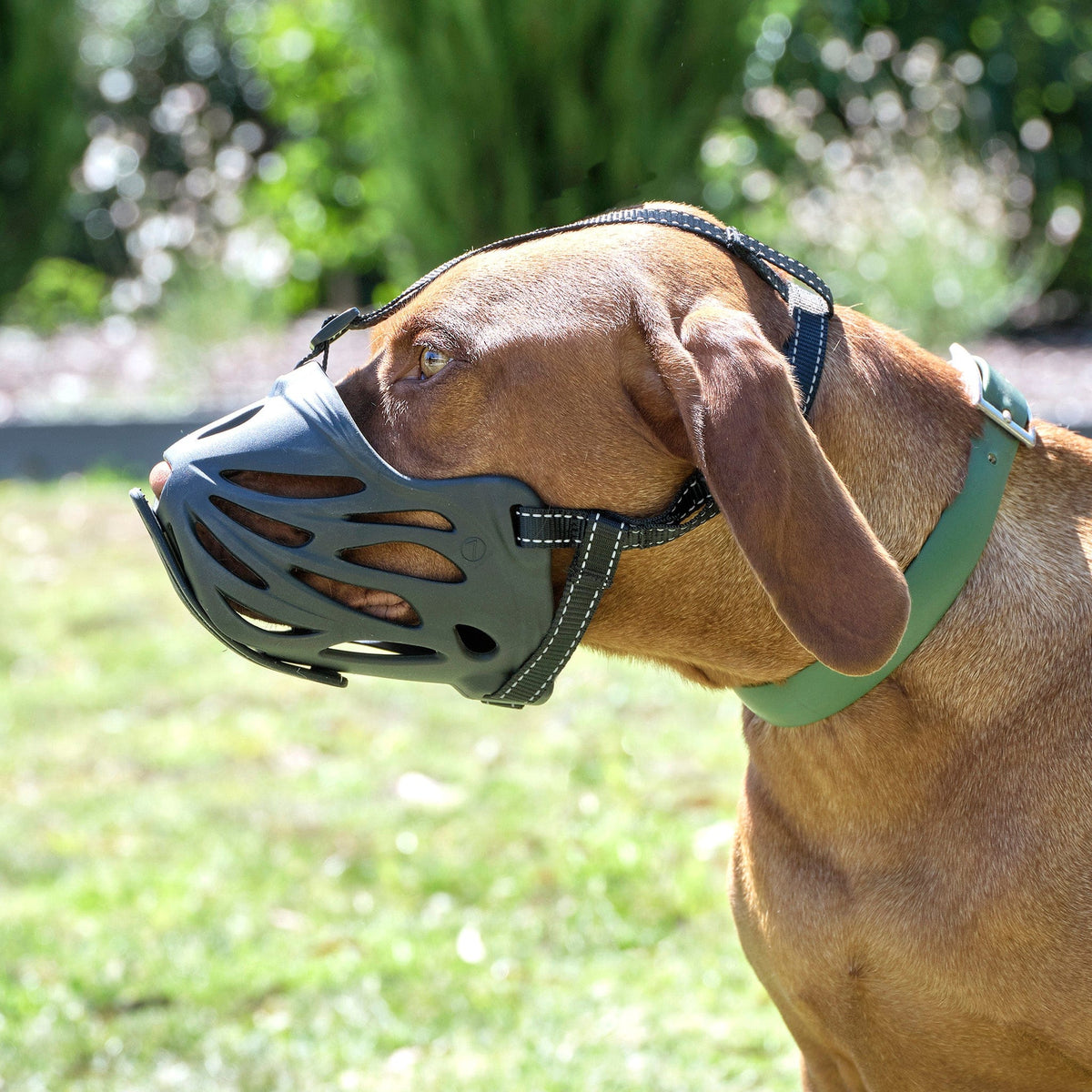 Dog Muzzle product image 15