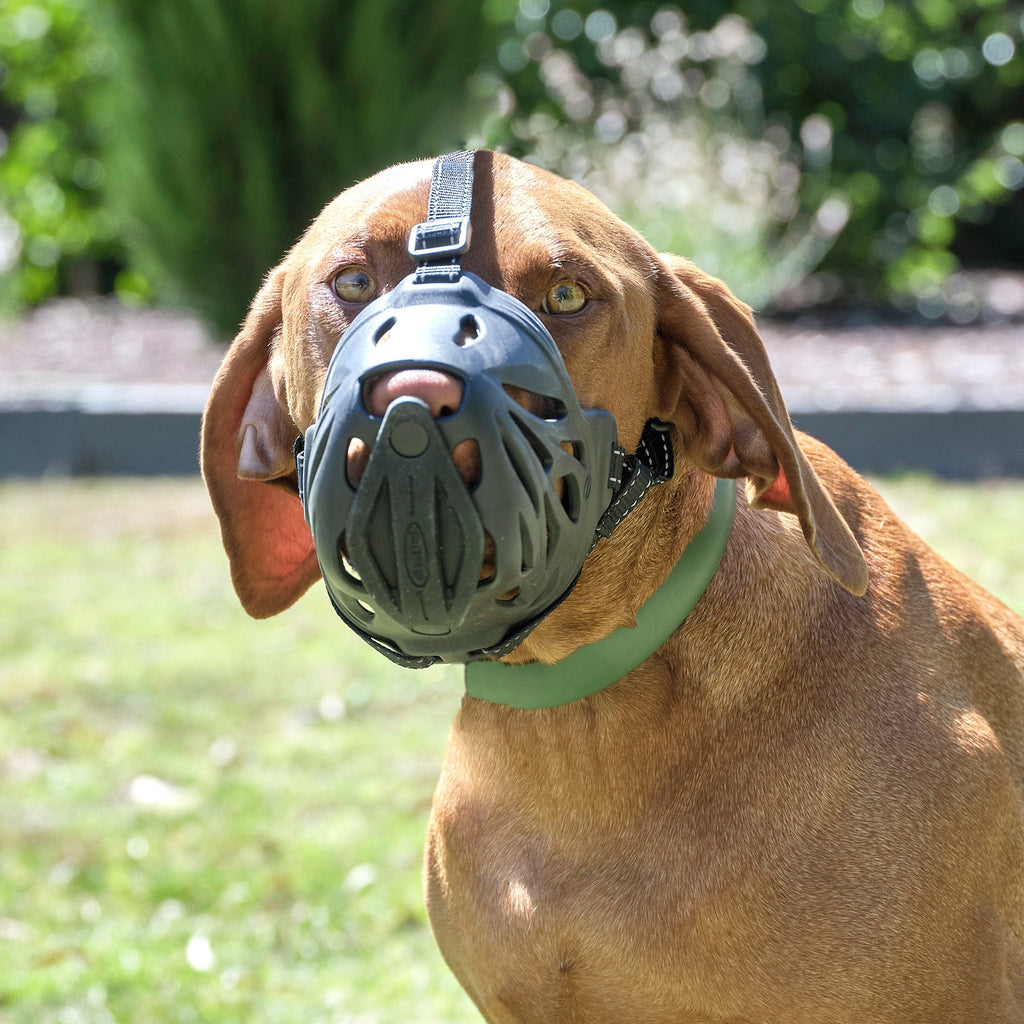 Dog Muzzle product image 16