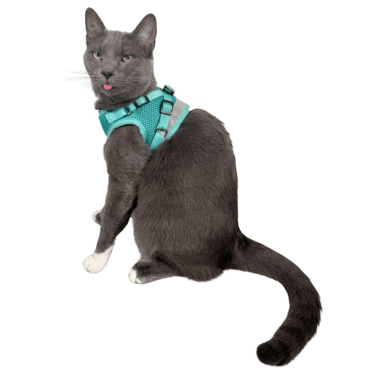 Cat Harness Set product image 6
