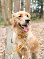 Hands-Free Dog Leash product image 2