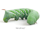 Hornworms