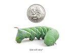 Hornworms Reptile & Amphibian Food Dubia.com Large 6ct