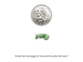 Live Hornworm Feeder Cups, Small 18ct