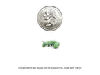 Live Hornworm Feeder Cups, Small 18ct