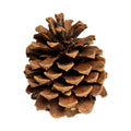 Natural Pinecone Small Pet Chew, 3"