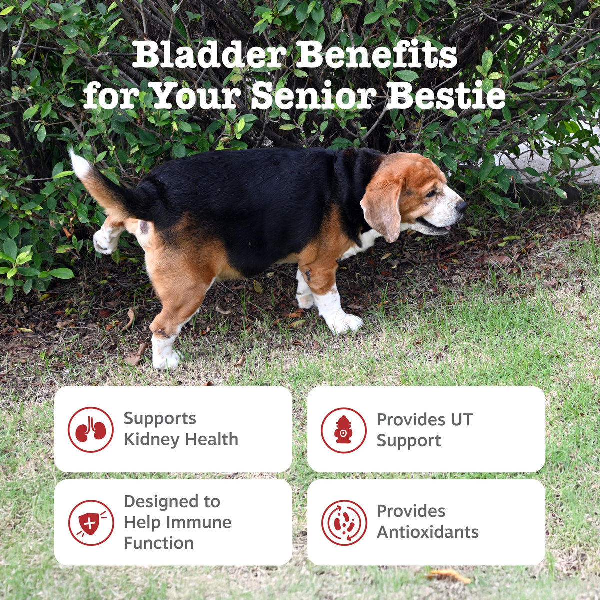 Dog Urinary Supplement product image 2