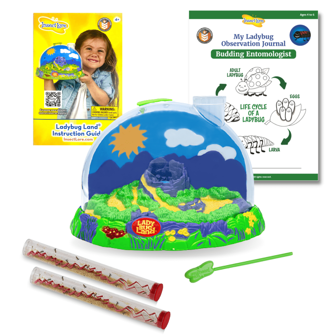 Live Insect Life Cycle Learning Bundle product image 3