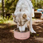 Stainless Steel Dog Bowl product image 9