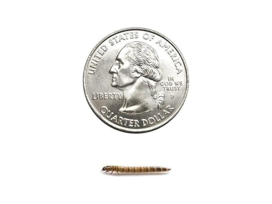 Superworms superworms DubiaRoaches.com Small 1000