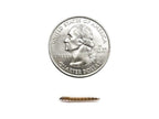 Superworms superworms DubiaRoaches.com Small 1000