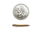 Superworms superworms DubiaRoaches.com Medium 1000