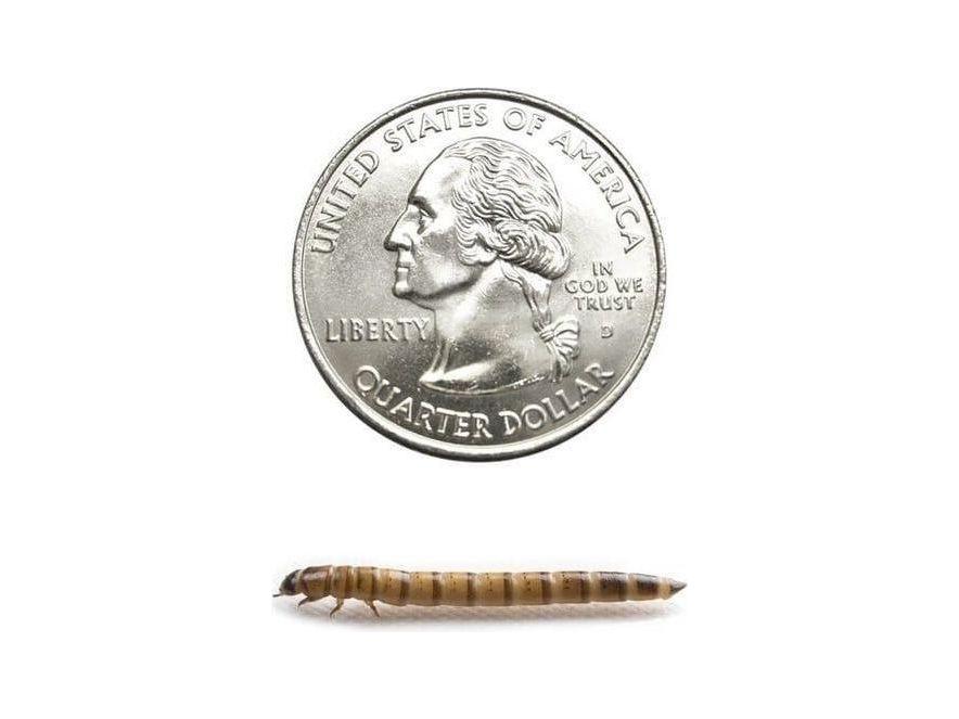 Superworms superworms DubiaRoaches.com Medium 1000