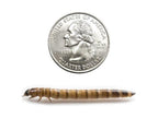 Superworms superworms DubiaRoaches.com Large 25