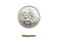 Live Superworm Feeder Insects, Small / 25