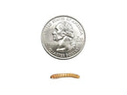 Mealworms mealworms DubiaRoaches.com Medium 1000