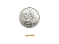 Live Mealworm Feeder Insects, Small / 50