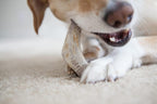 Elk Antler Chew product image 5
