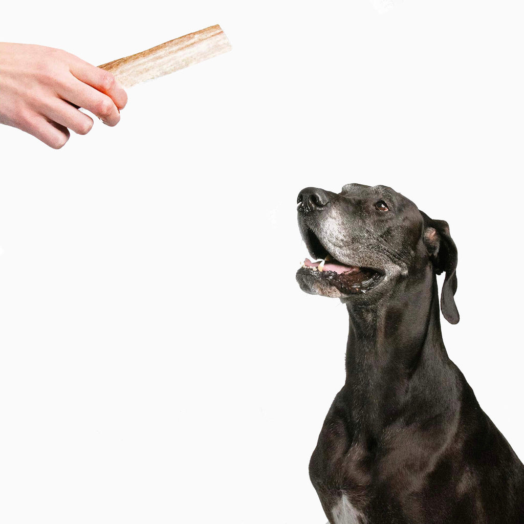 Elk Antler Chew product image 6