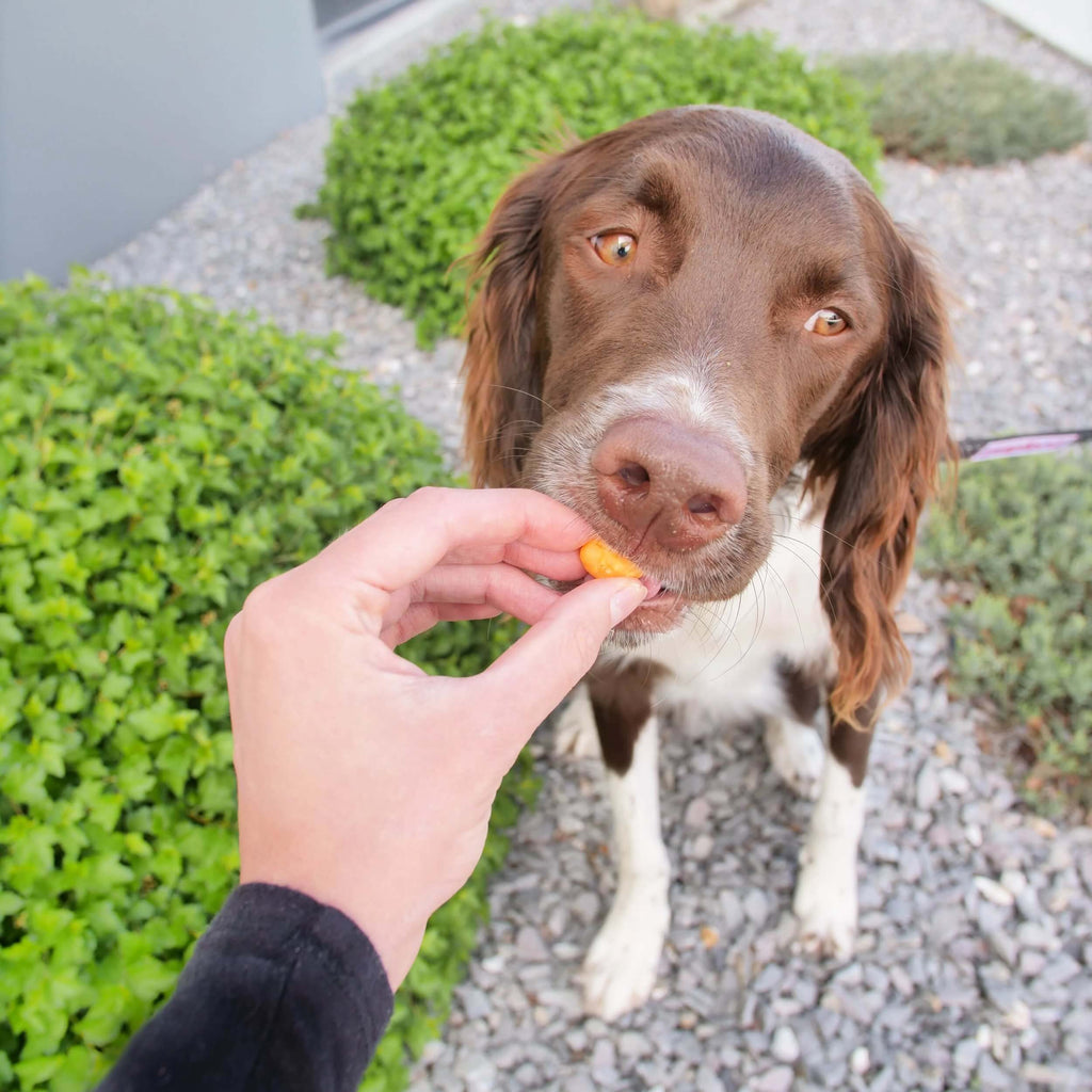 Dog Cheese Treats product image 8