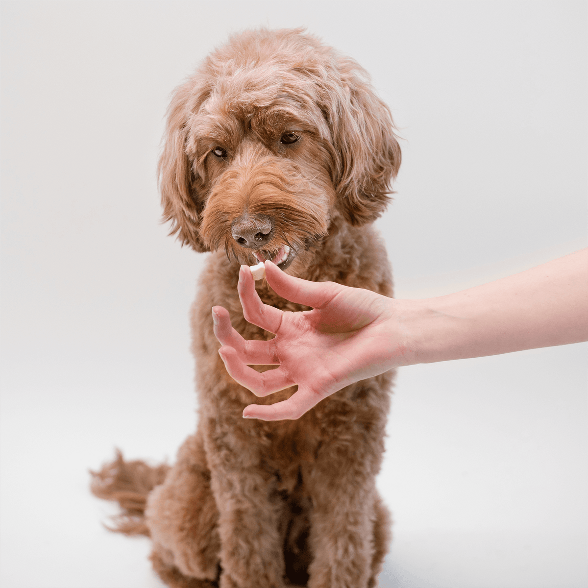 Dog Treats product image 9