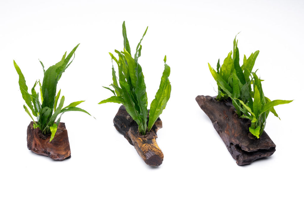 Java Fern product image 1