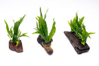 Java Fern product image 1