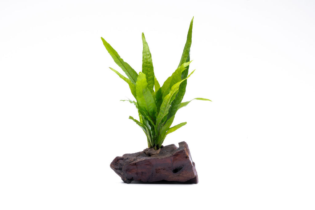 Java Fern product image 2