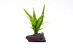 Java Fern product image 2