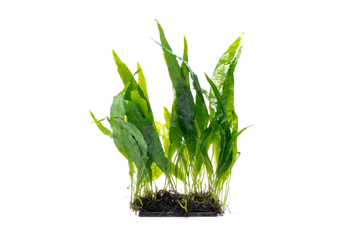 Aquarium Plant product image 1